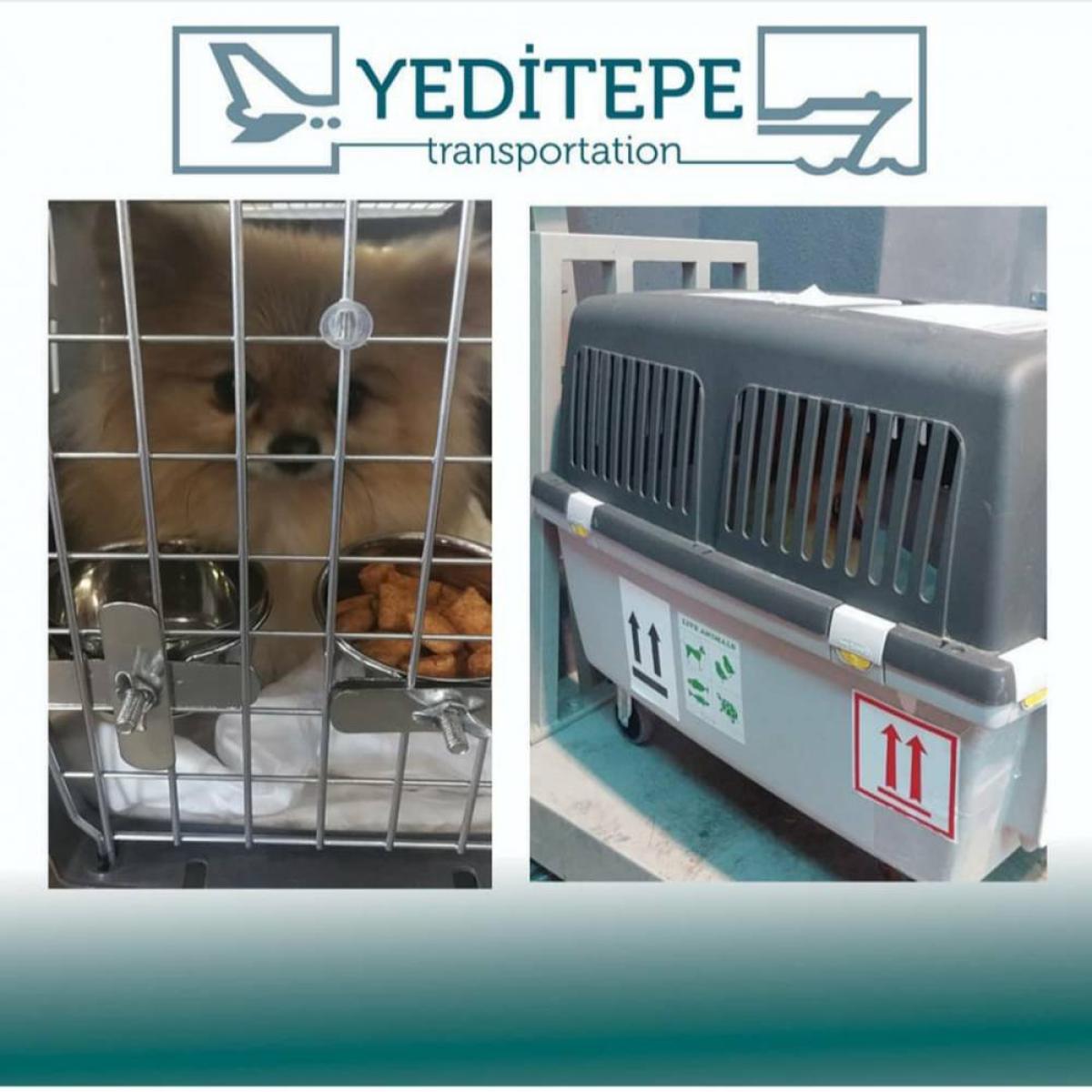 SEVİMLİ LORD POM PON'U AİLESİNE KAVUŞTURDUK.