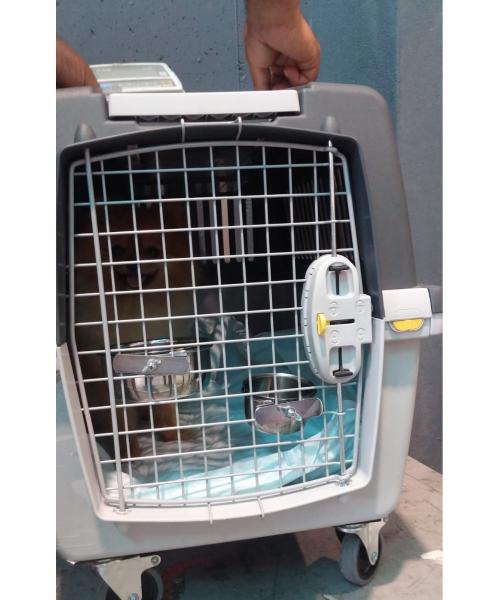 SEVİMLİ LORD POM PON'U AİLESİNE KAVUŞTURDUK.