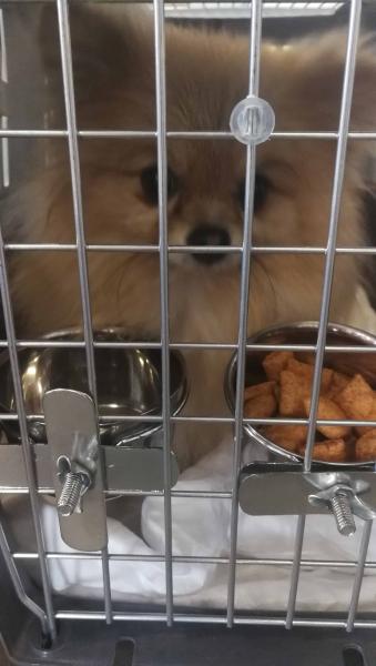 SEVİMLİ LORD POM PON'U AİLESİNE KAVUŞTURDUK.